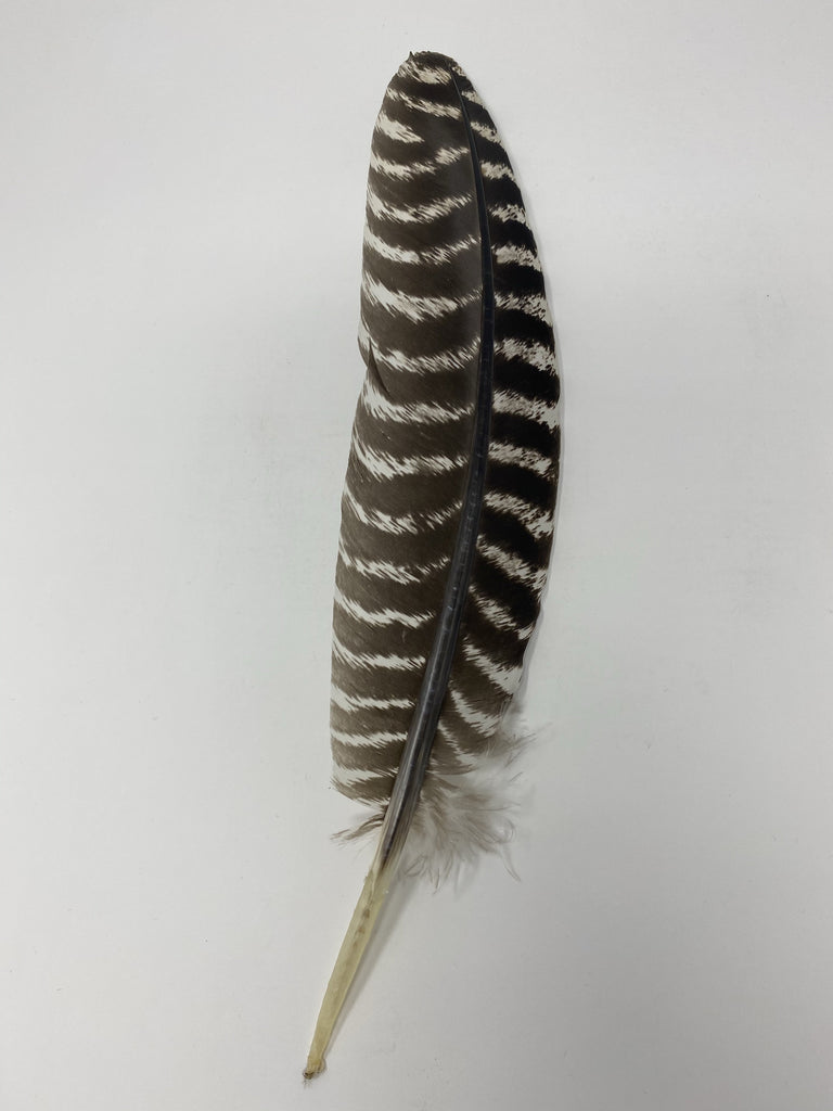 Cowboy Hat Feather, Rare Variated Wild Turkey Wing Feather